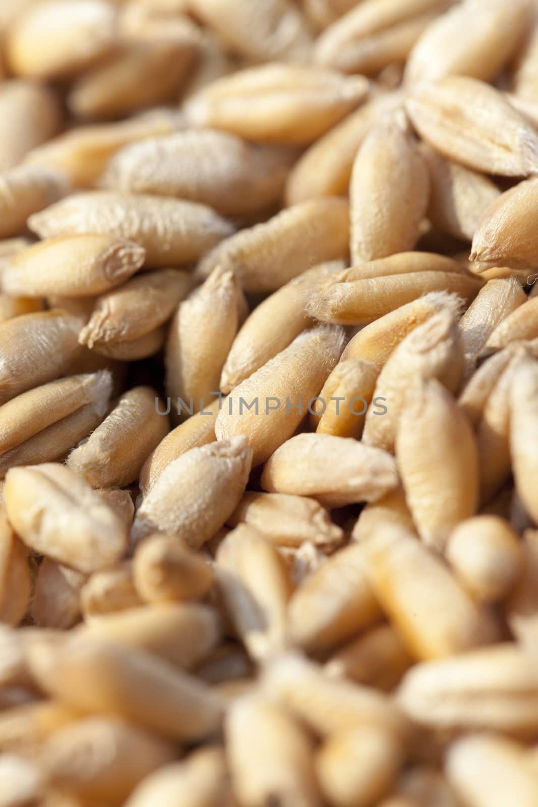   photographed close-up of wheat at harvest time, small depth of field