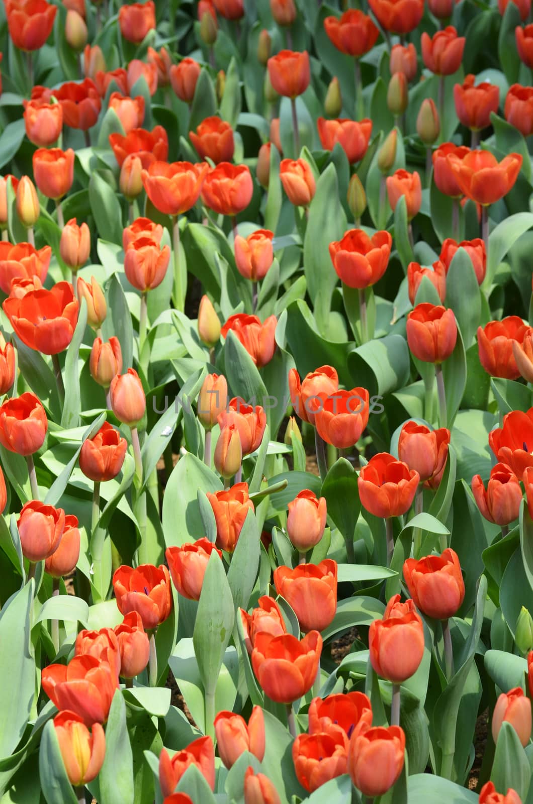 Beautiful close up of tulips in Gardens by the Bay in Singapore by tang90246