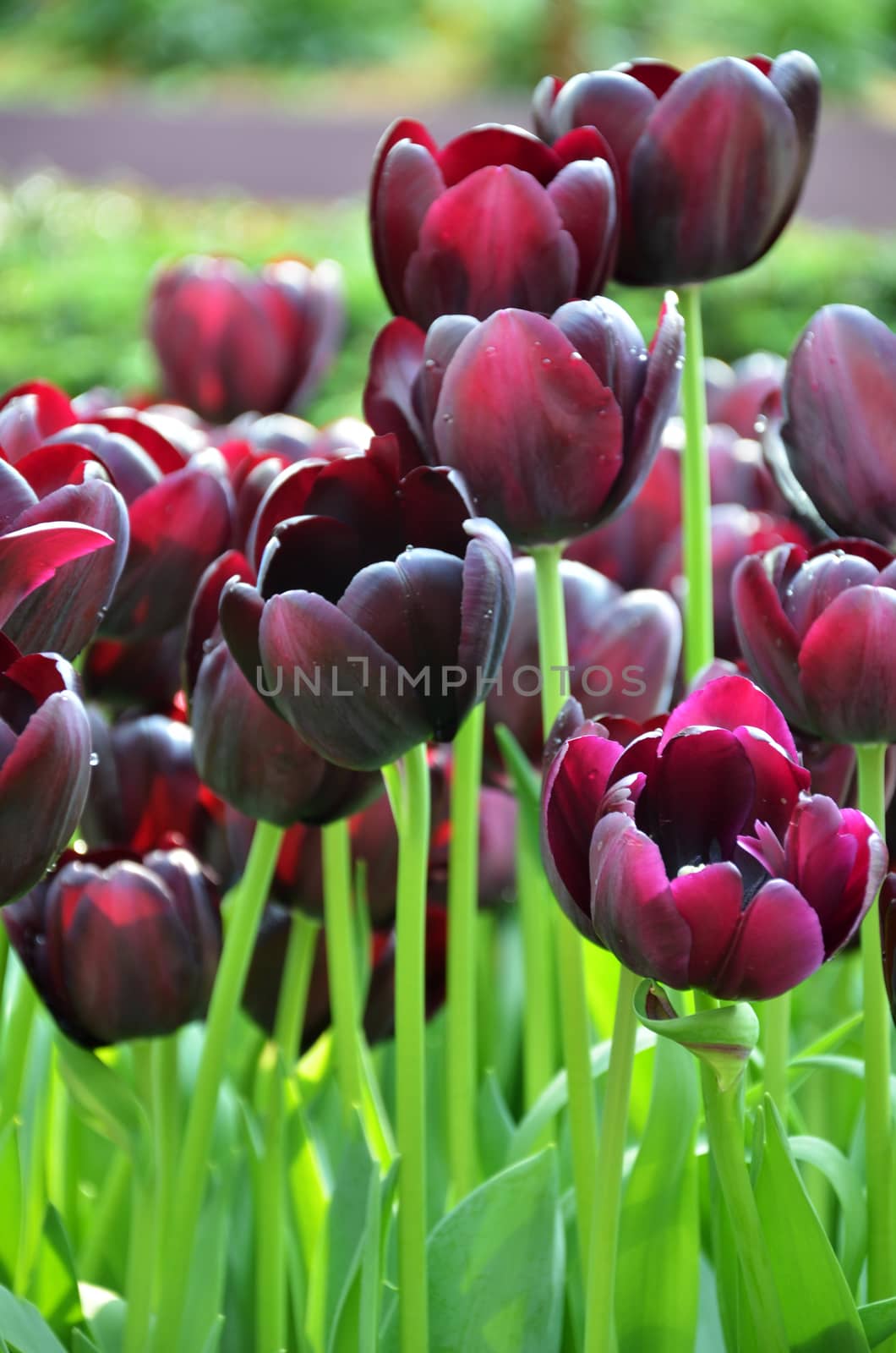 Beautiful of tulips in Gardens by the Bay, Singapore