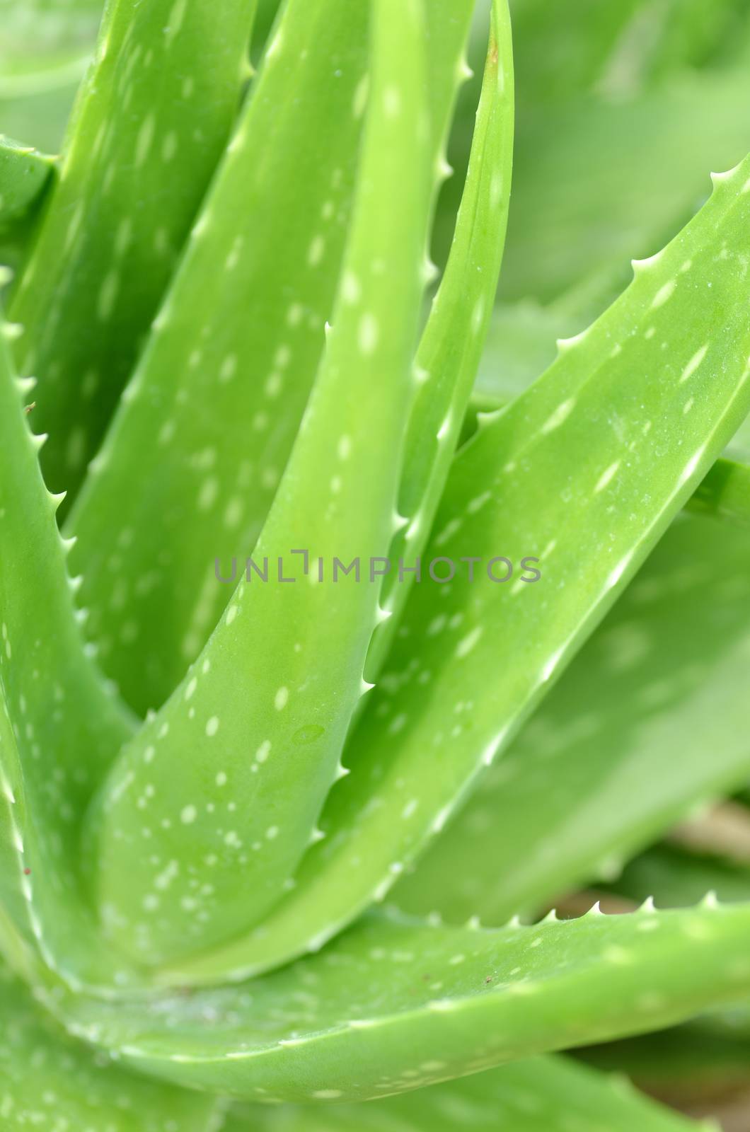 Aloe vera plate by tang90246