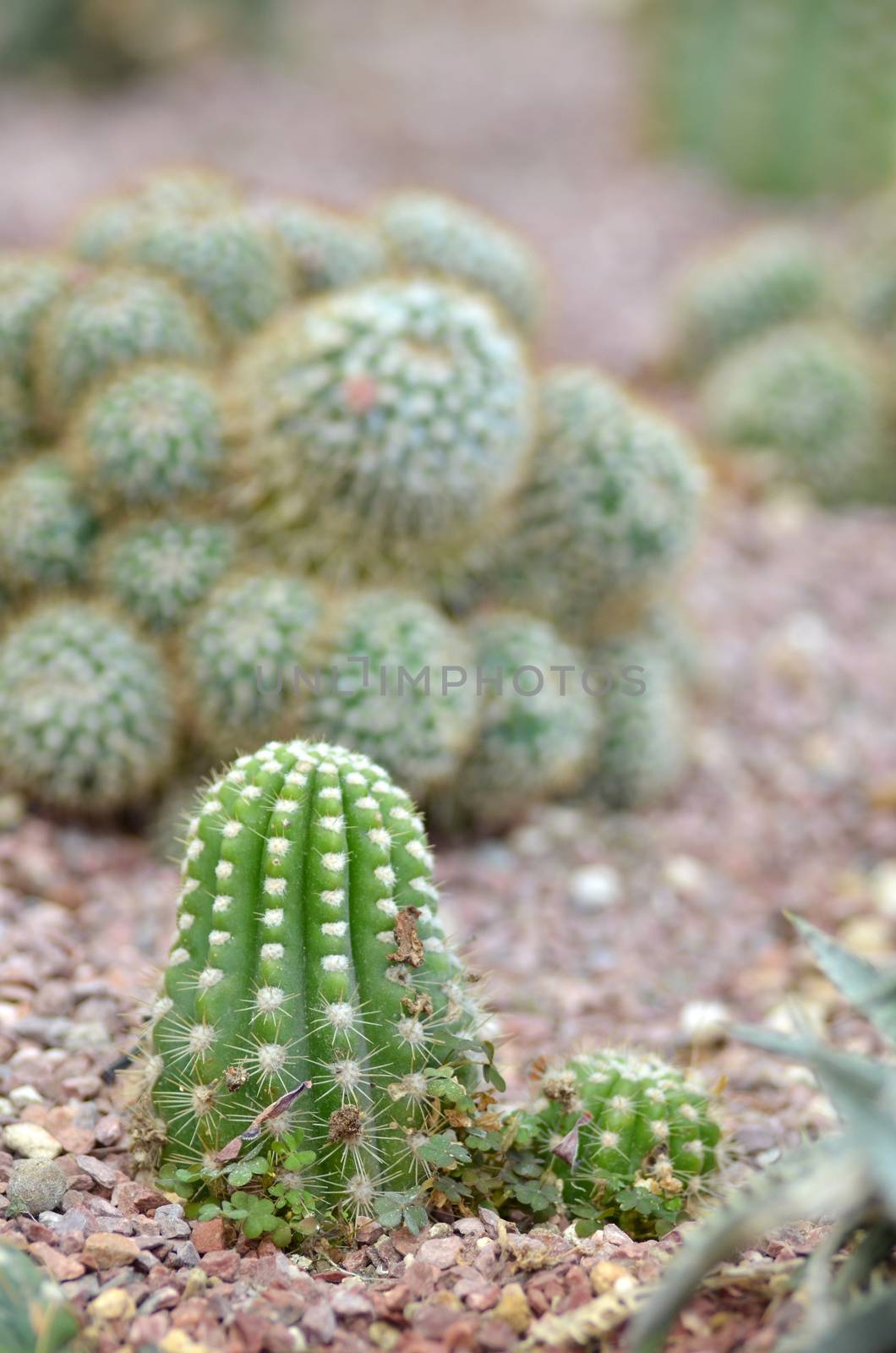 Cactus in a Cactus garden by tang90246
