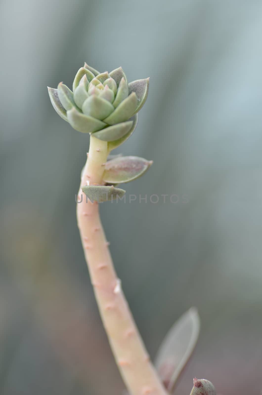 Sedeveria plant in the early days of spring. by tang90246