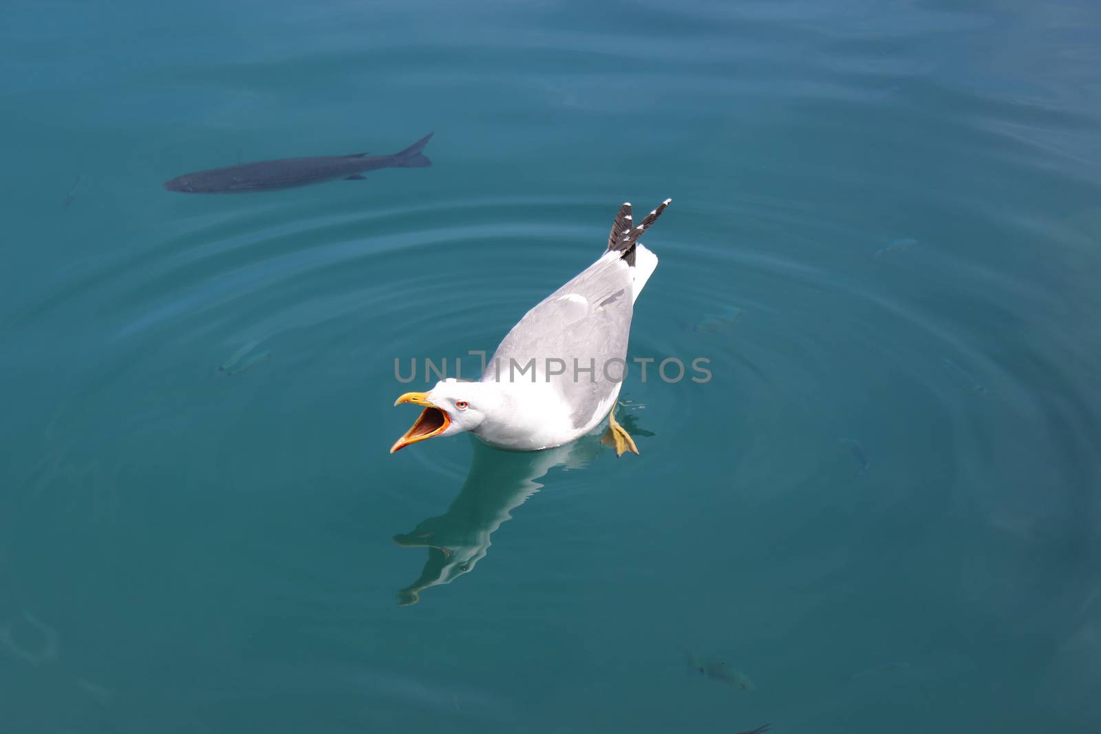 Seagull Screaming with Beak Wide Open on Blue Mediterranean Sea Background