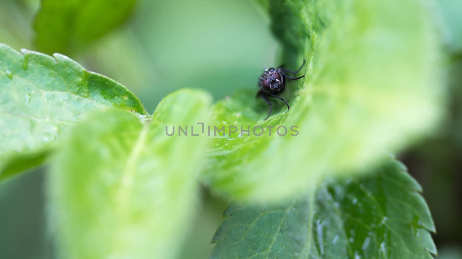 Fly hiding in some leaves to avoid the rain.