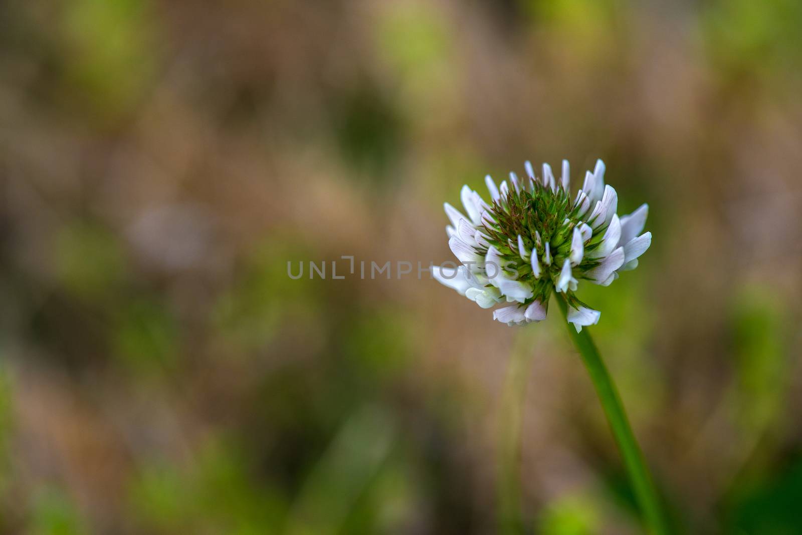 White clover (Trifolium repens, var. repens) by pazham