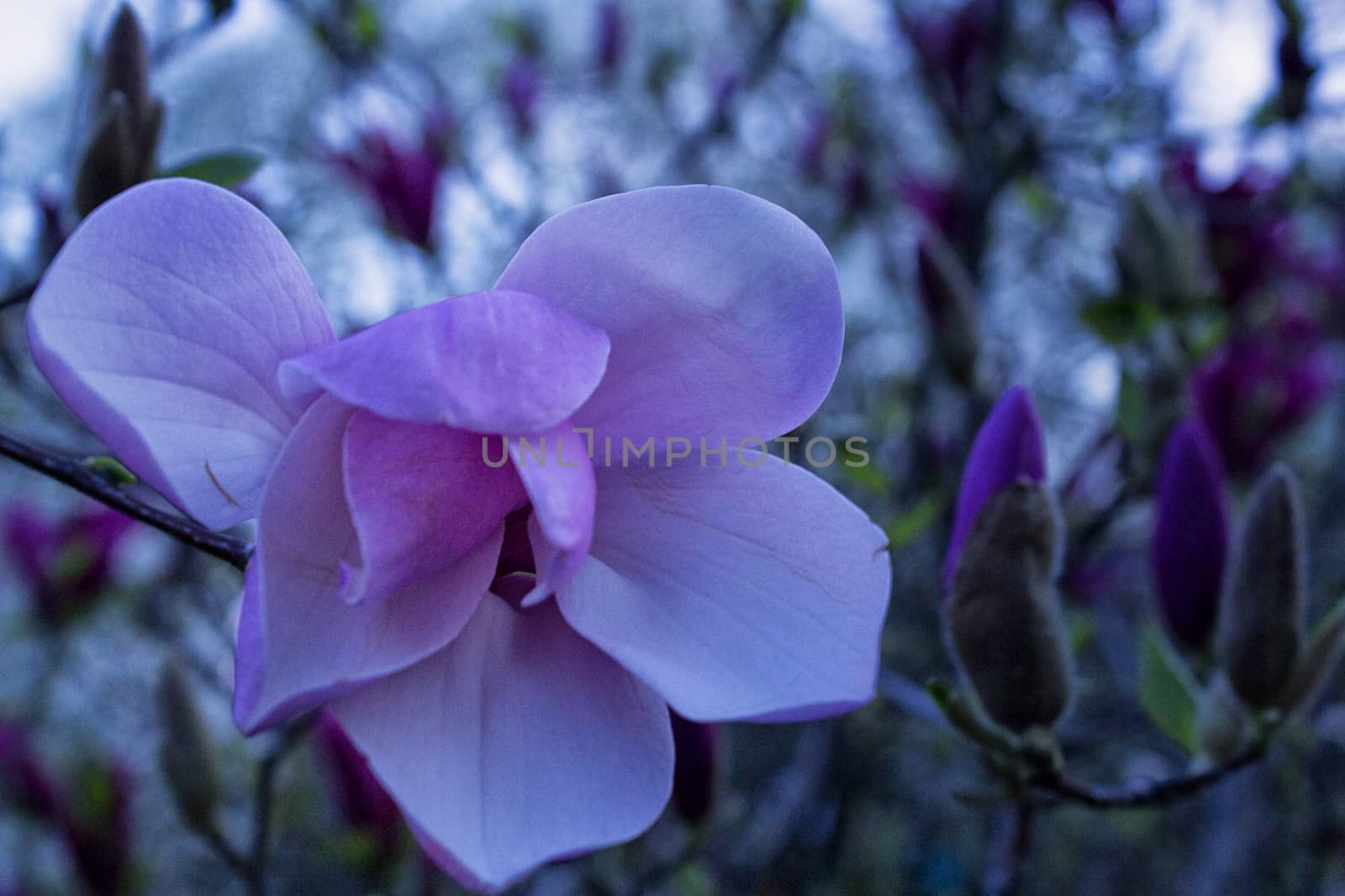 Purple magnolia flower on a tree bench, shallow depth of focus.