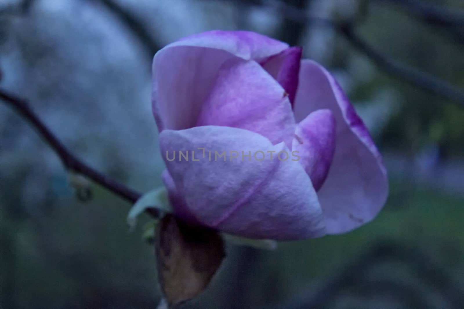 Purple magnolia flower with a green leaf on a tree bench, shallow depth of focus.