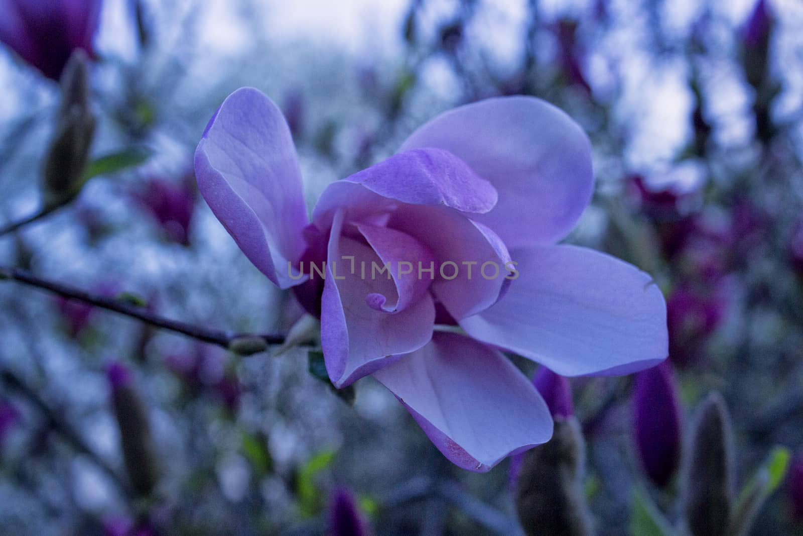 Purple magnolia flower on a tree bench, shallow depth of focus. by Kate17