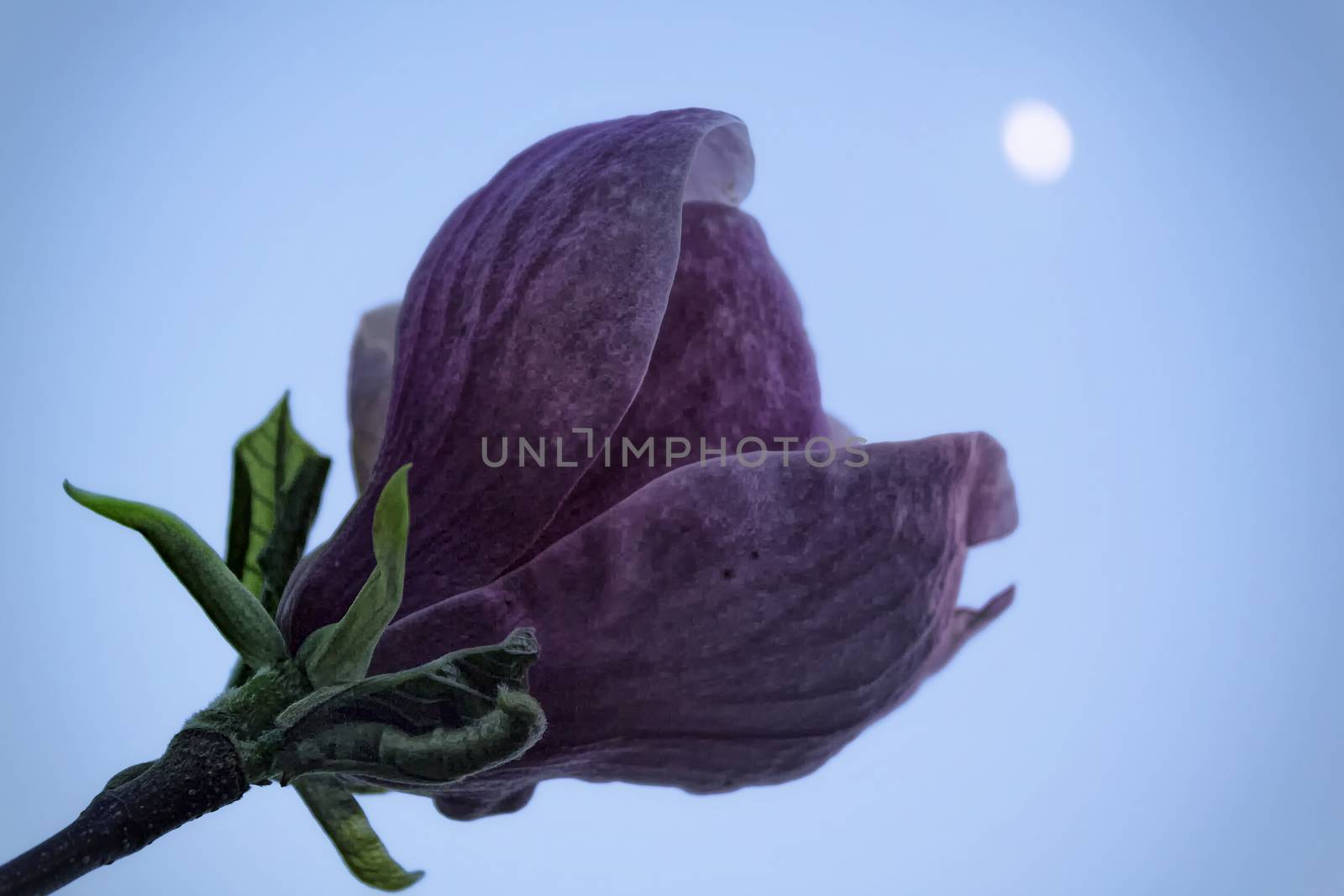 Purple magnolia flower with a green leaf under the moon, shallow depth of focus.