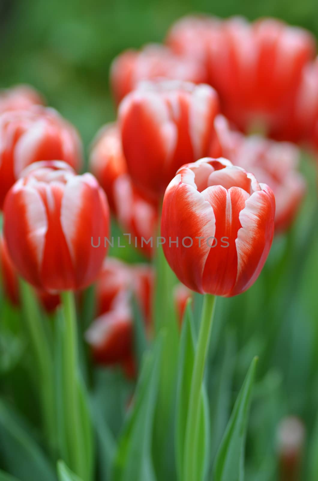 Beautiful of tulips by tang90246