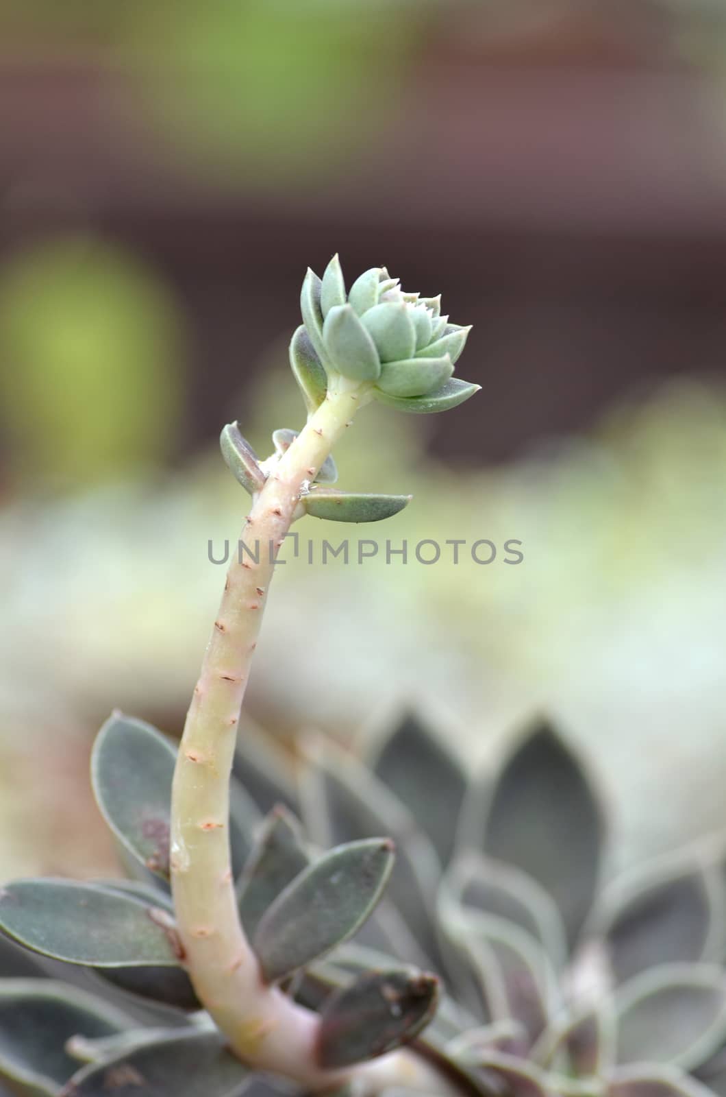 Sedeveria plant in the early days of spring. Selective focus.