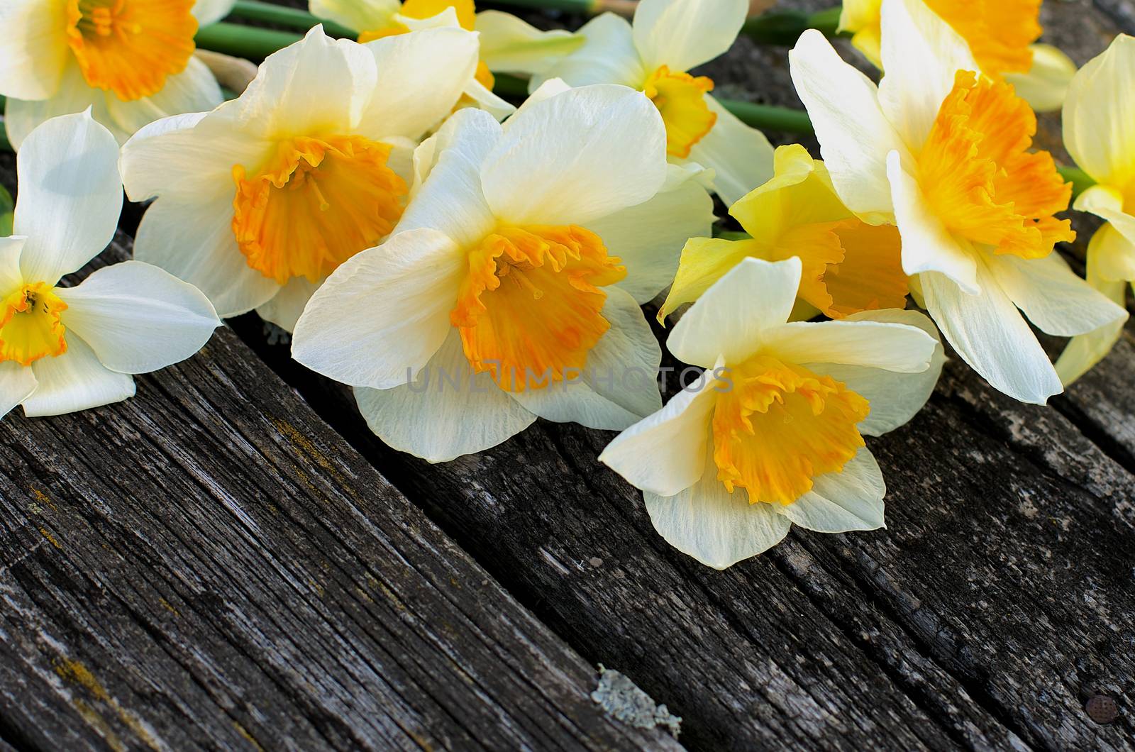 Spring Yellow Daffodils by zhekos