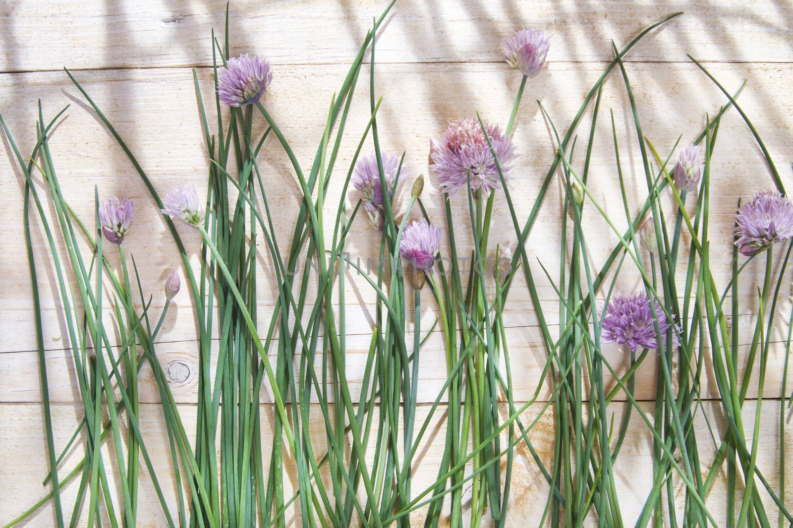 Time for creative cooking herbs, chives in bloom