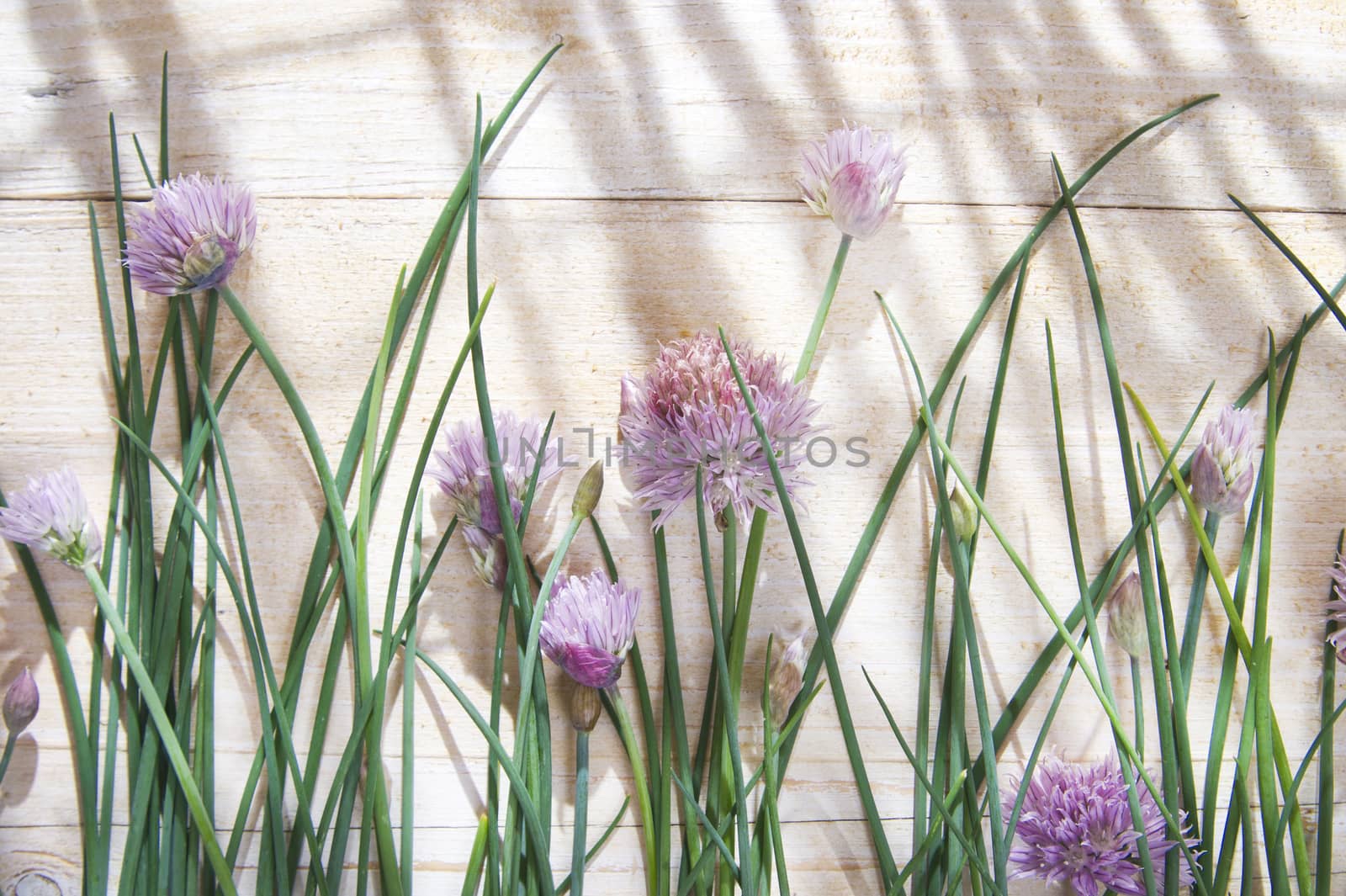 Time for creative cooking herbs, chives in bloom