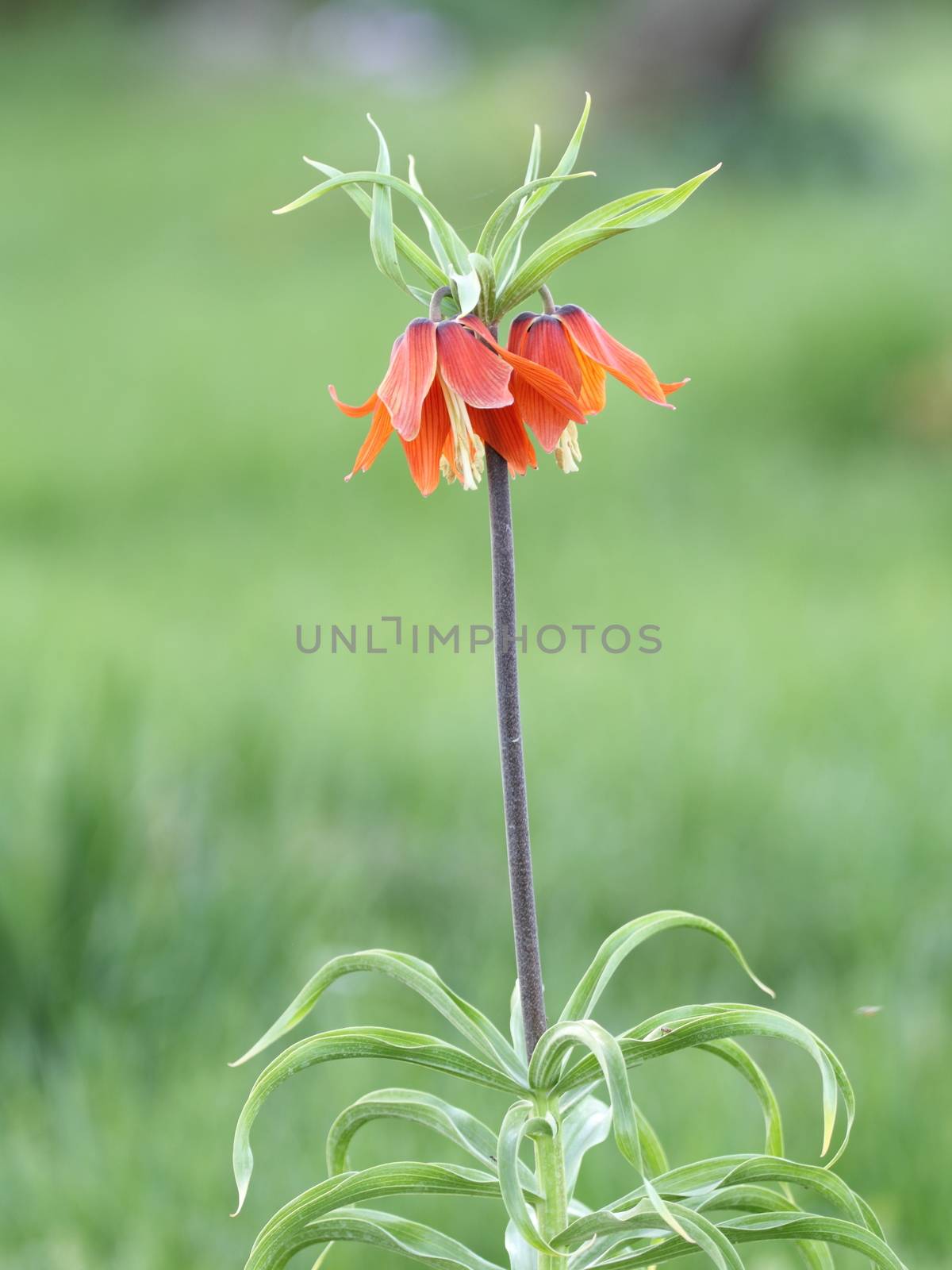 fritillaria  imperialis in Turkey mountains with green backgroun by mturhanlar
