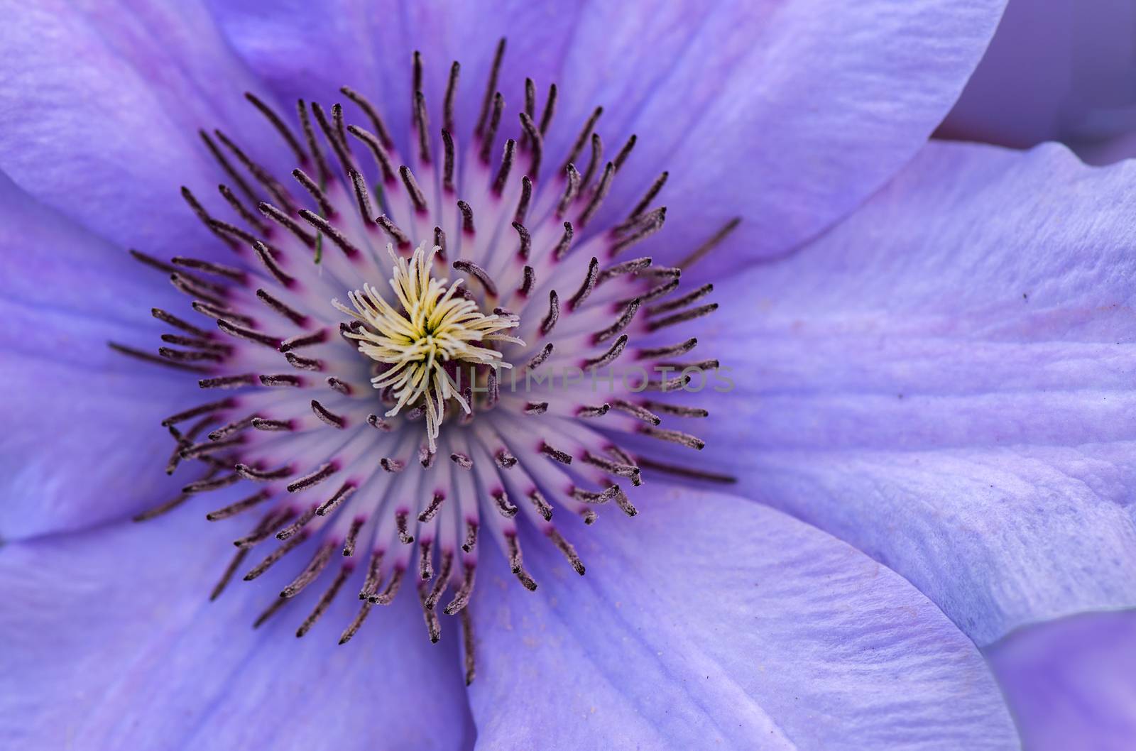 Close up photo of a clematis flower