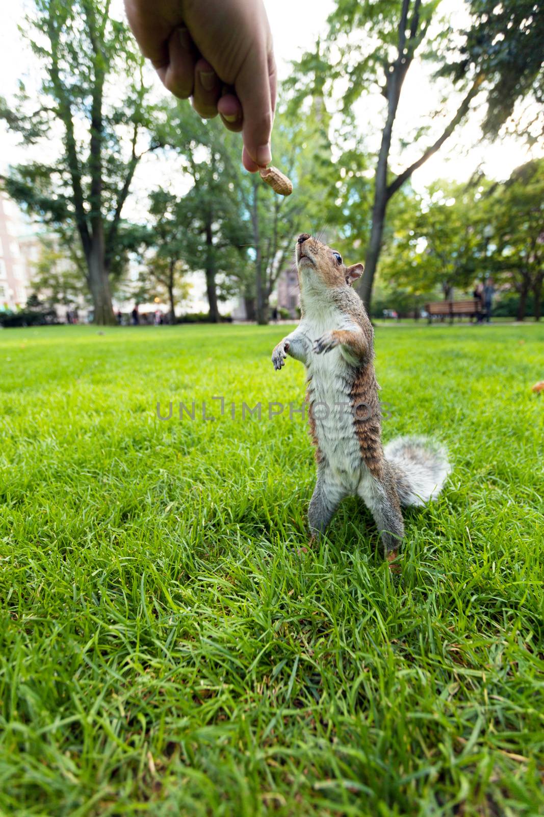 Feeding a wild squirrel a peanut in a public park located in Boston Massachusetts.