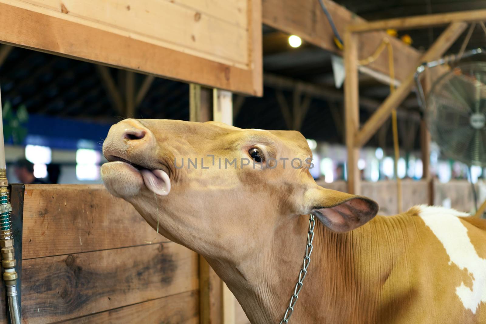 Cow Sticking Out Tongue by graficallyminded