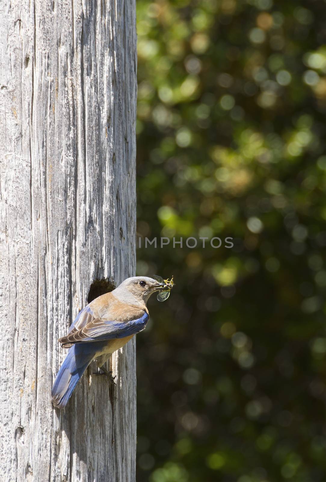 Female Western Bluebird by whitechild