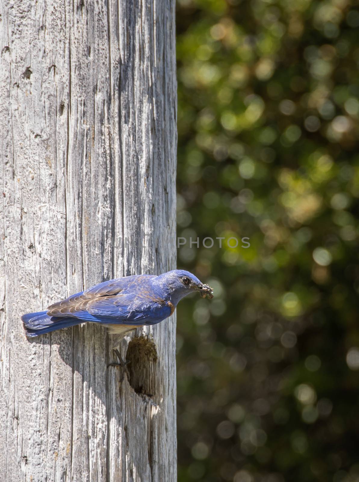 Male Western Bluebird carrying worms in his beak to feed his babies in the nest.