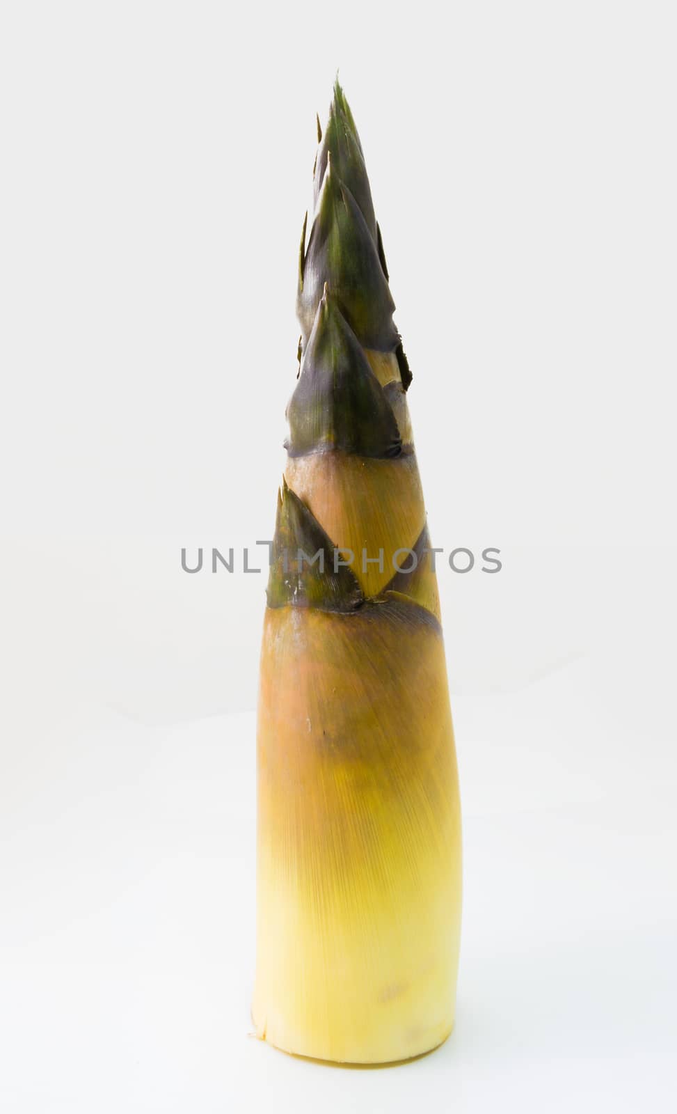 fresh edible bamboo shoot isolated  on white background by chingraph