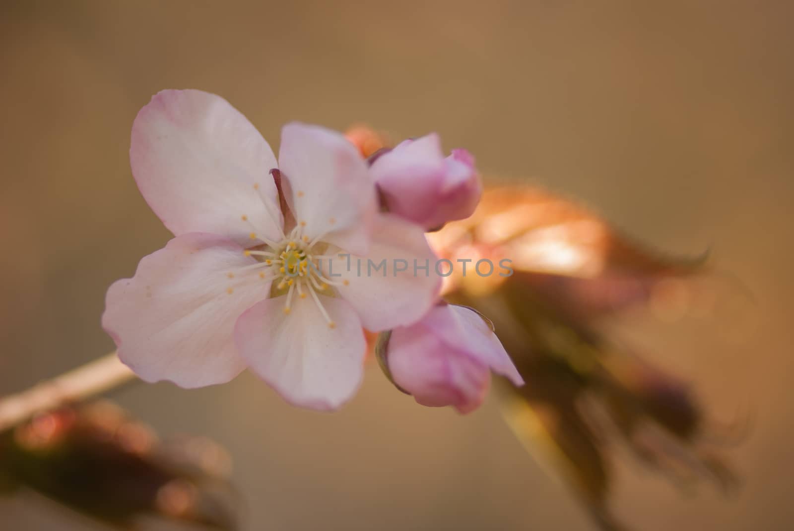 Cherry blossom or  Sakura flower with warm background by skrotov