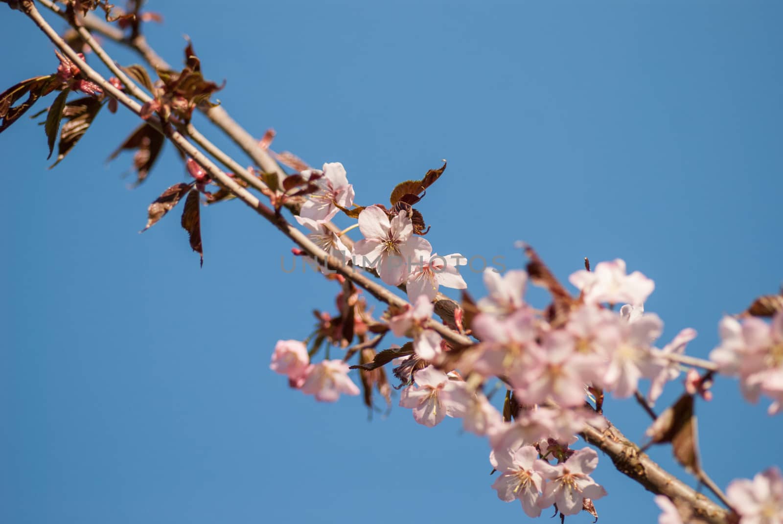 Cherry blossom or  Sakura flower with blue sky.