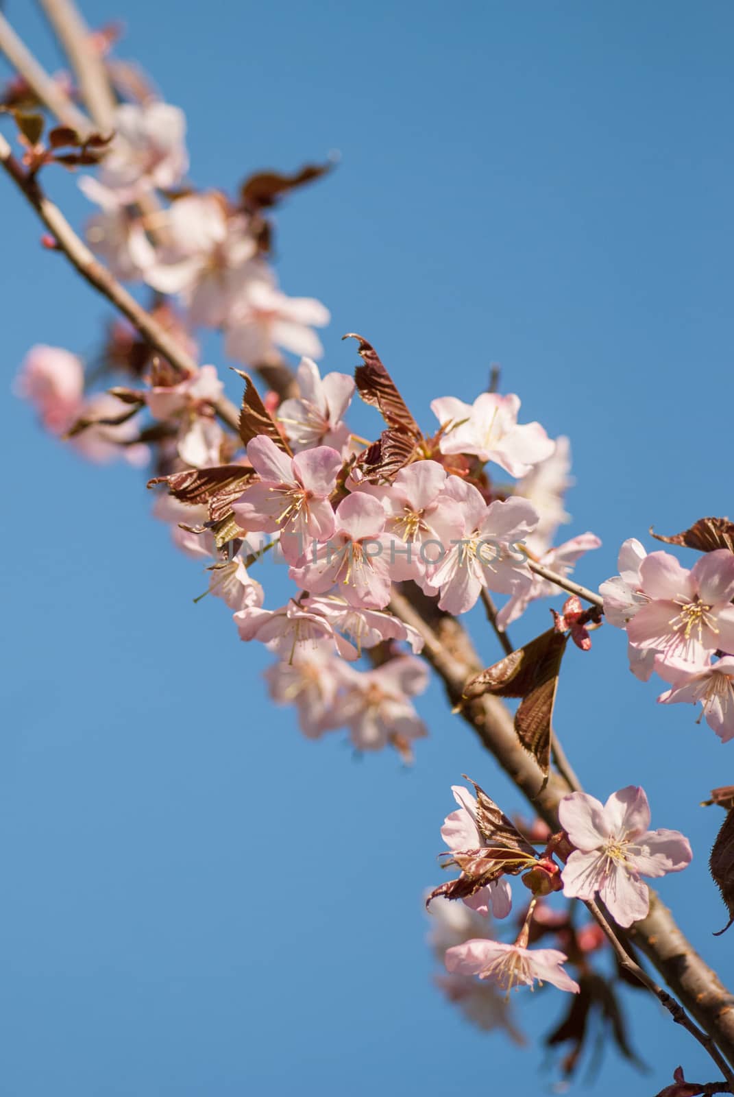 Cherry blossom or  Sakura flower with blue sky by skrotov