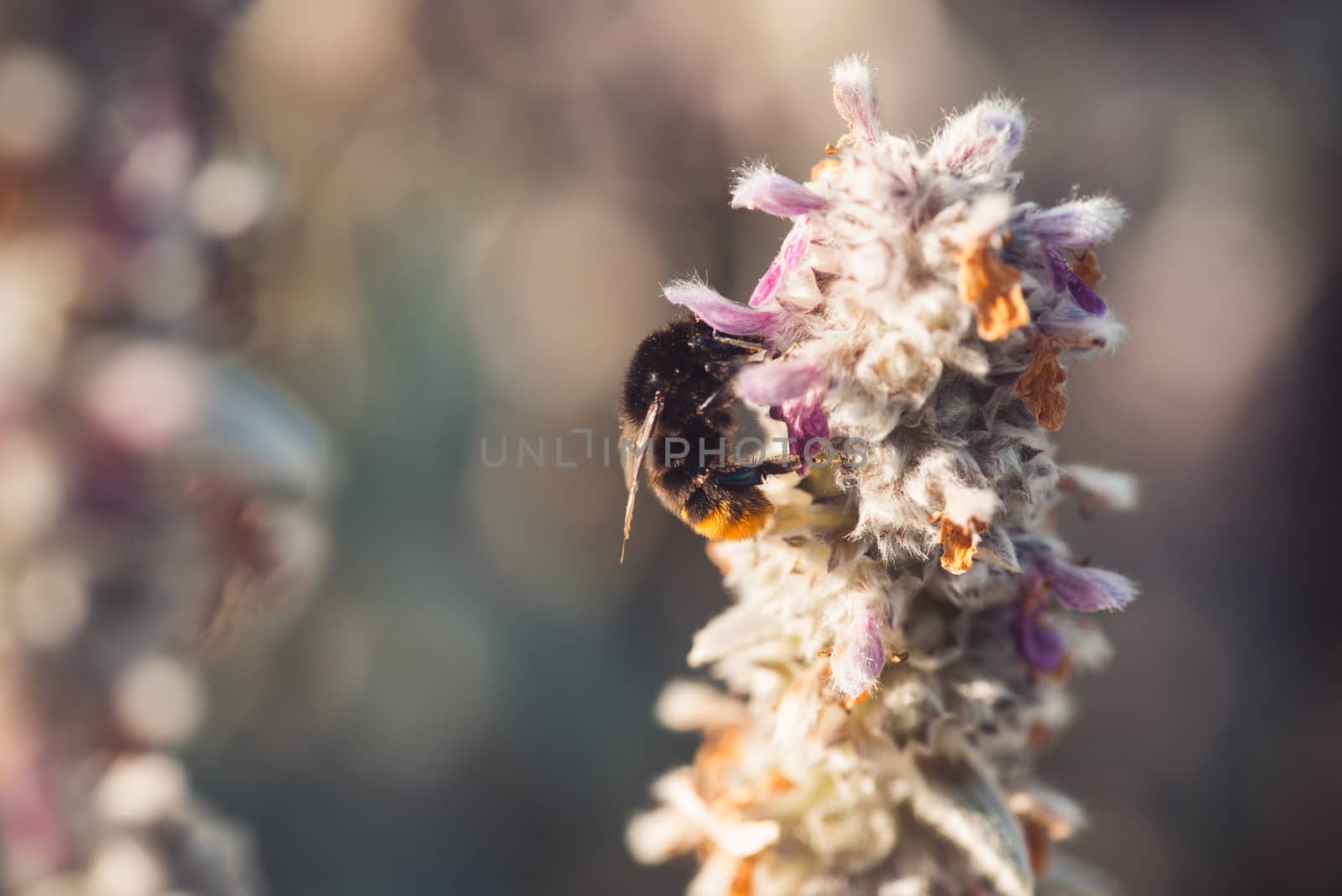macro shot of a bumblebee collecting pollen from a flower.  with copyspace