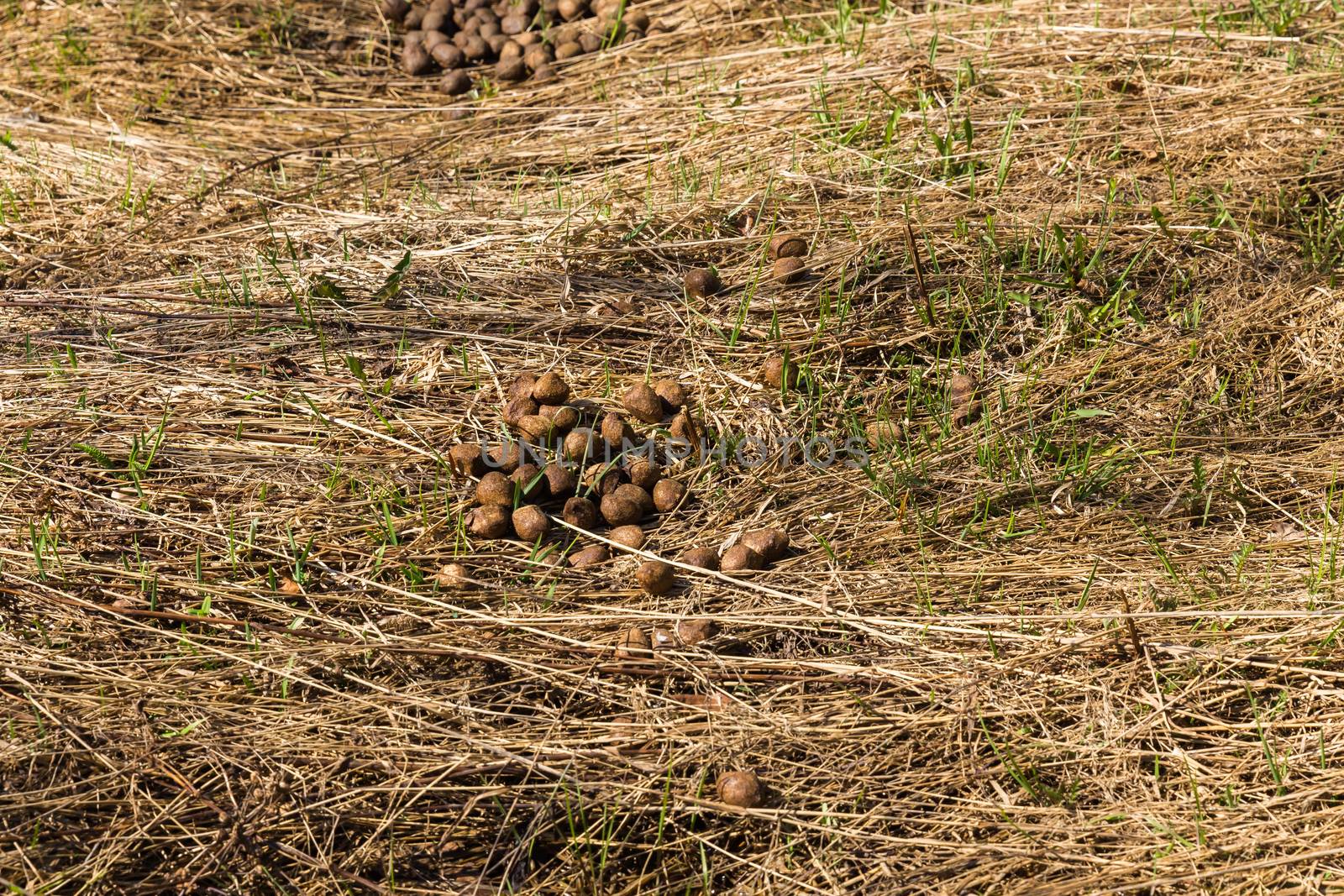 Dung moose on the grass in the forest.