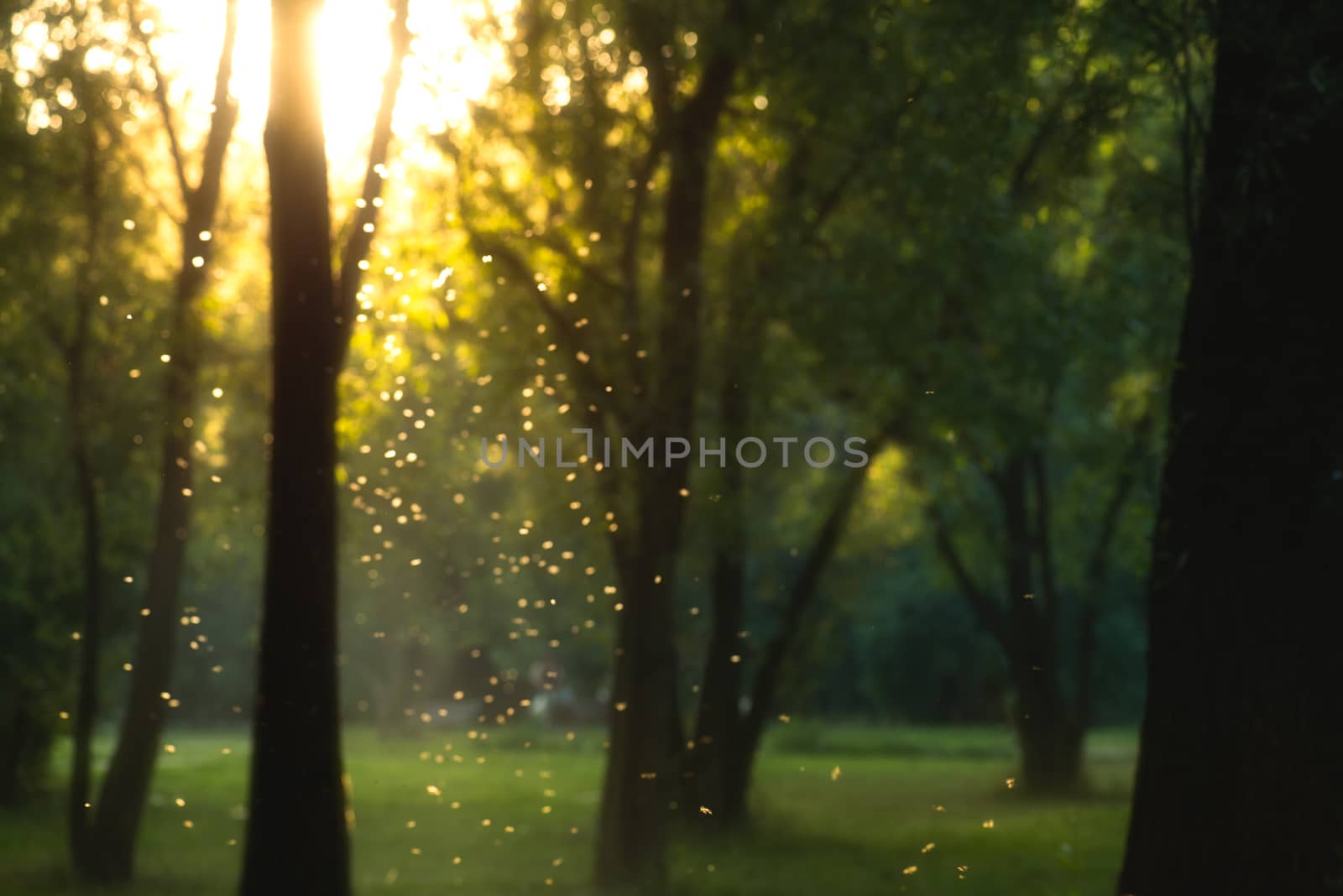 beautiful magical forest at sunset with sunlight and flying particles by skrotov