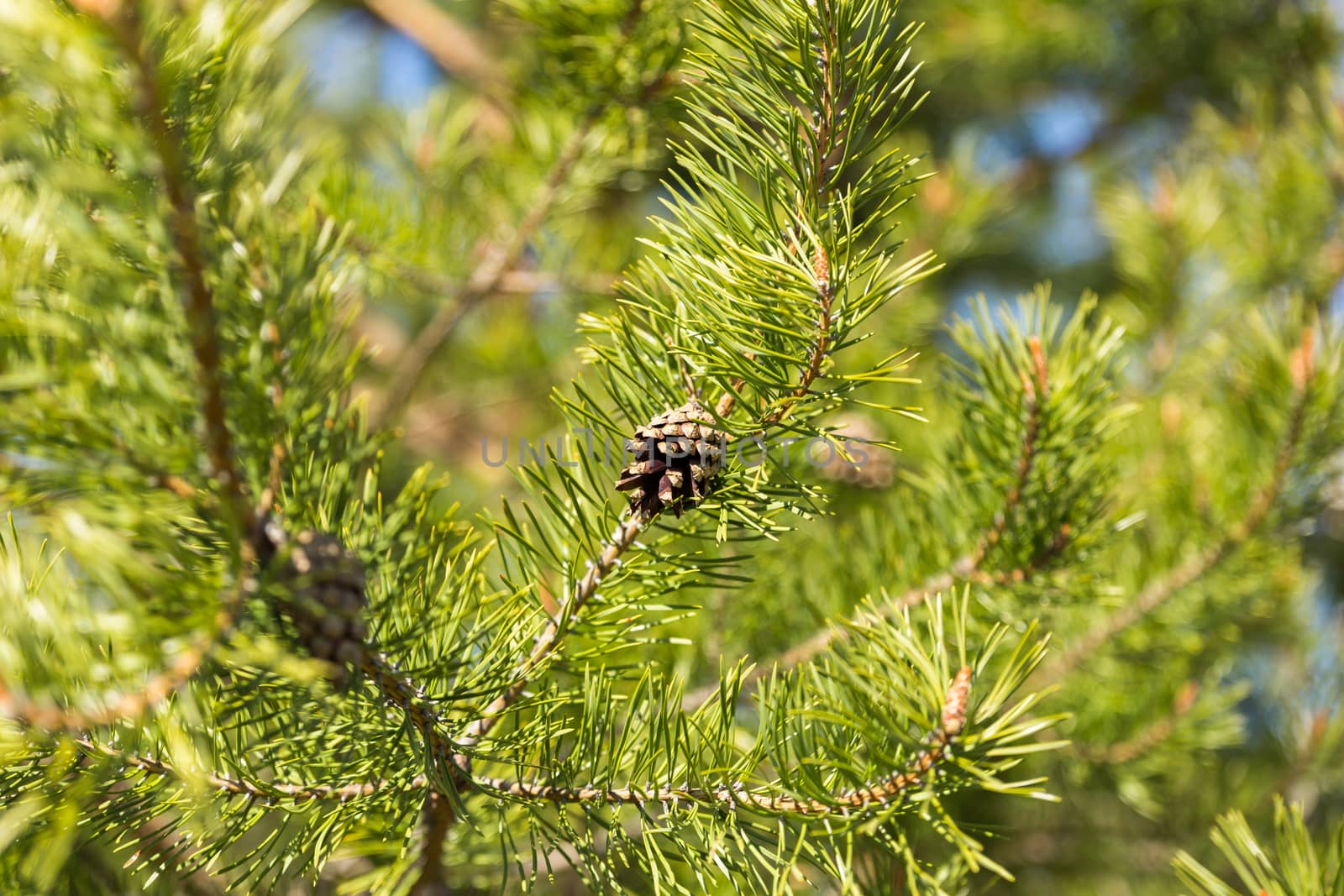 Pine cone on a branch by Mieszko9