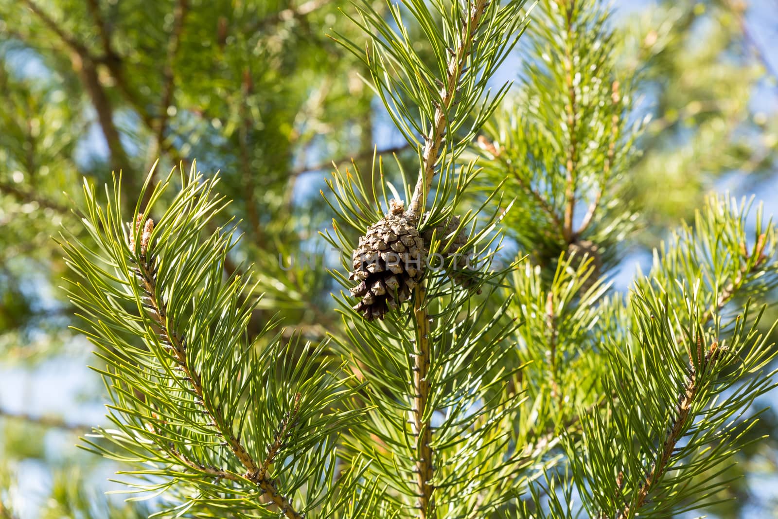 pine cone on branch by Mieszko9