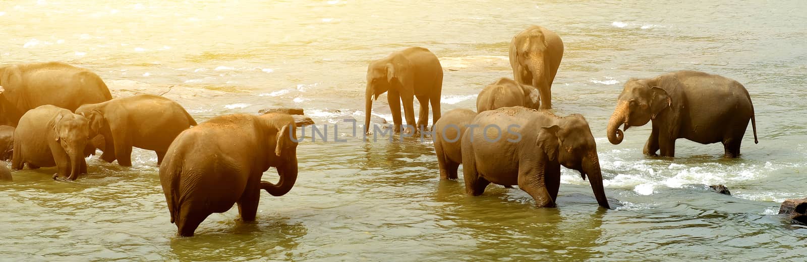 Herd of big elephants bathing in a river