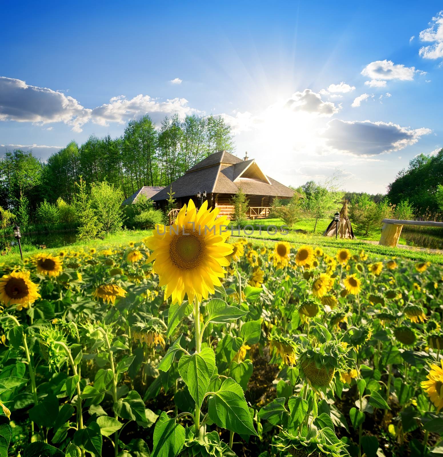 House and sunflowers by Givaga