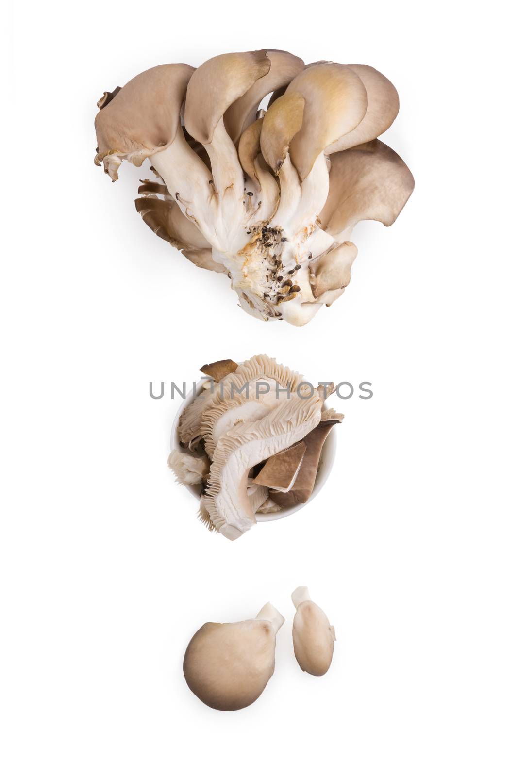 Fresh oyster mushrooms isolated on white background. 