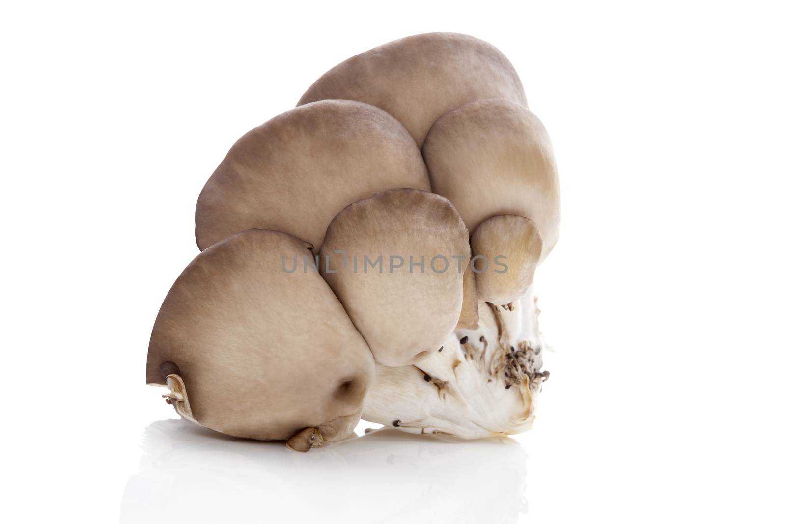 Fresh oyster mushrooms. by eskymaks