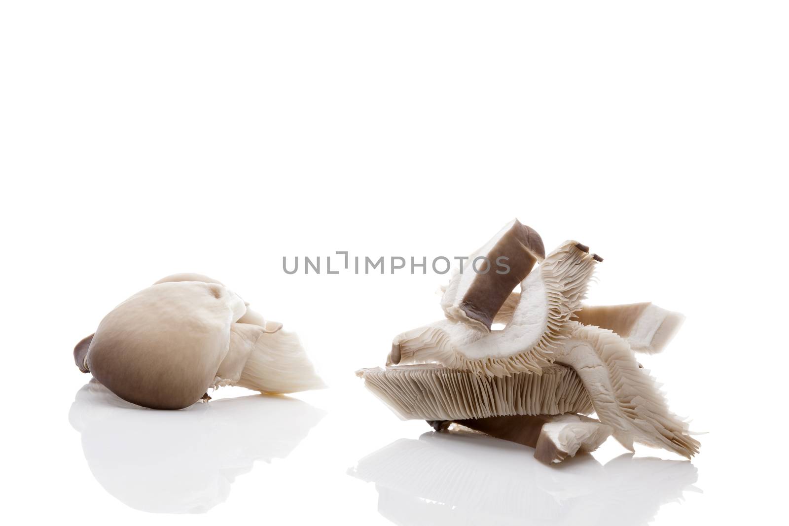 Fresh oyster mushrooms isolated on white background. 