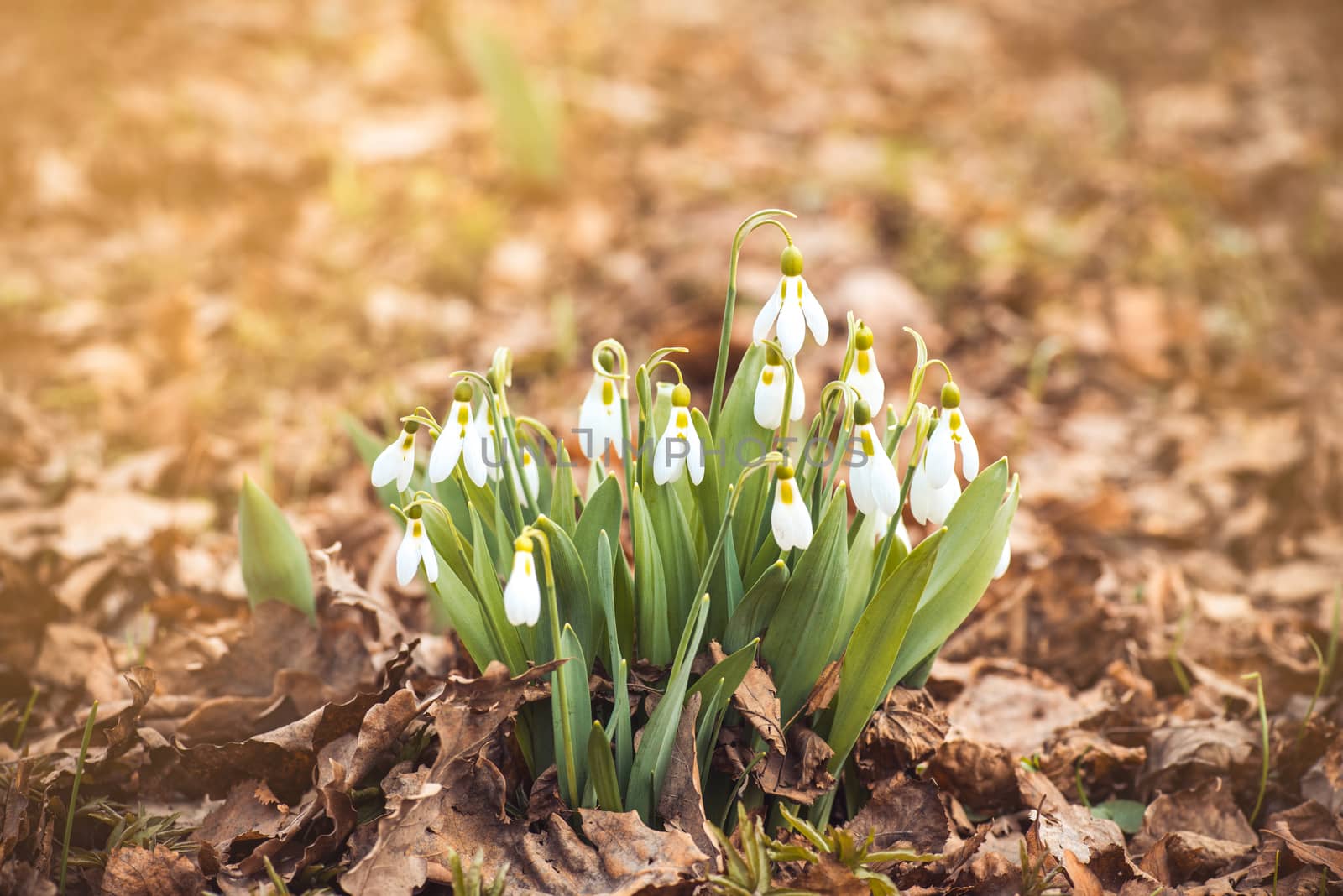 showdrop flowers in the forest. Spring theme with copyspace