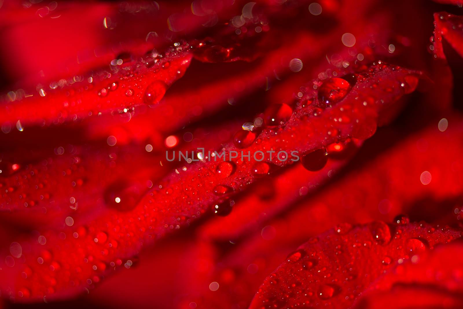 Macro photo of a rose with water droplets by skrotov