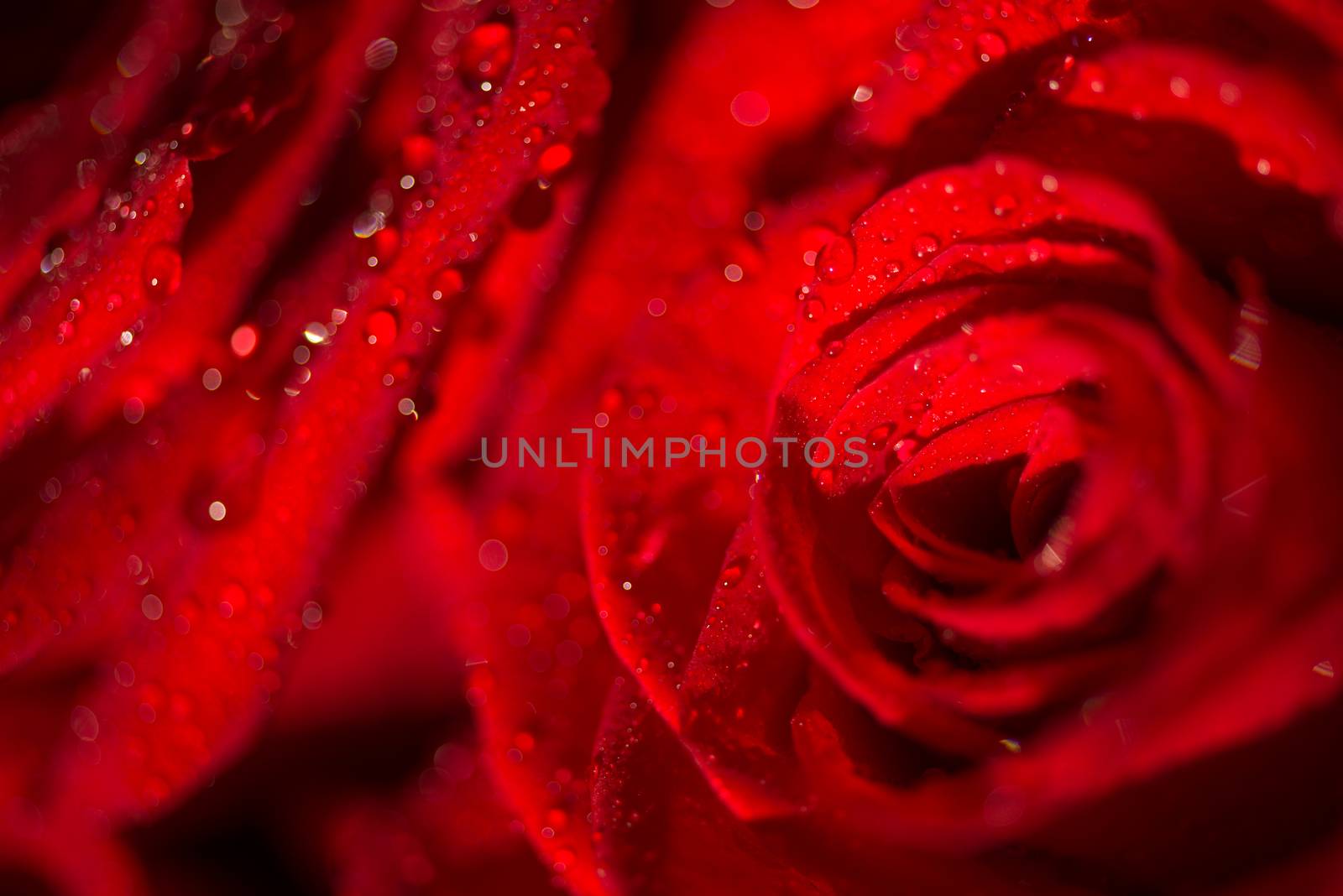 Macro photo of a rose with water droplets. Spring theme.