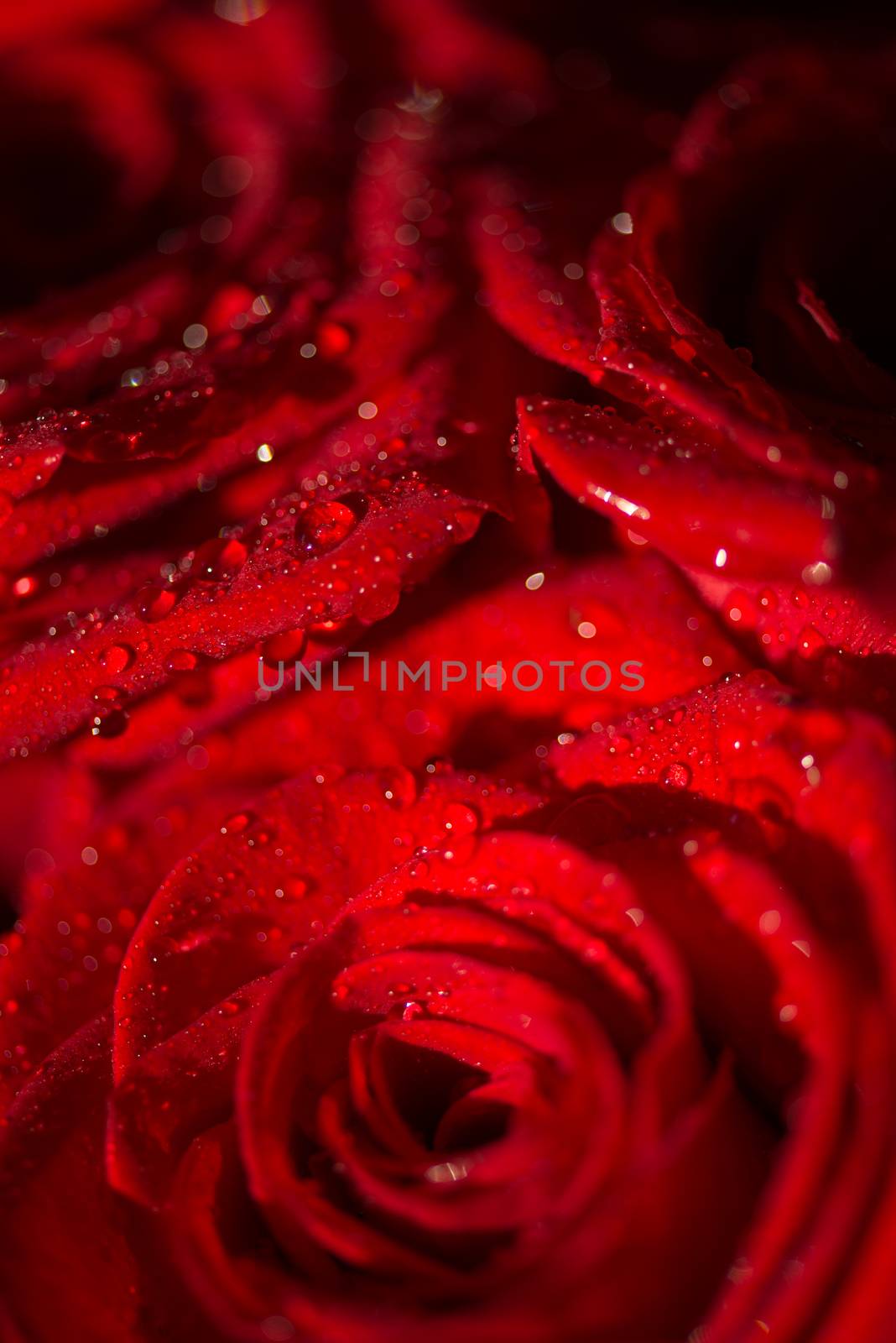 Macro photo of a rose with water droplets by skrotov