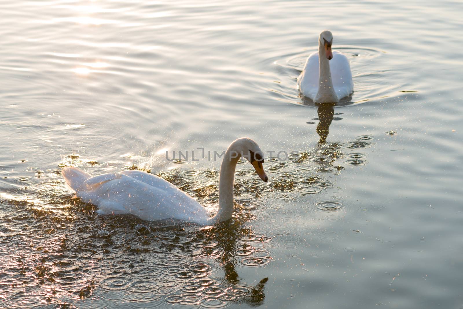 white swans and on the summer lake swimming by skrotov