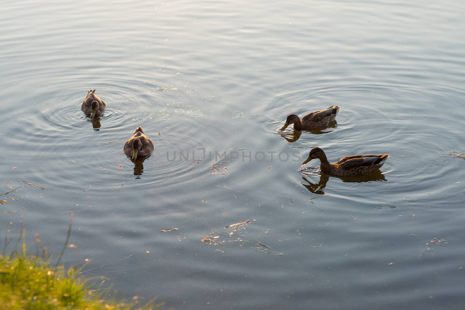 four ducks swimming and feeding in the lake. Morning scene