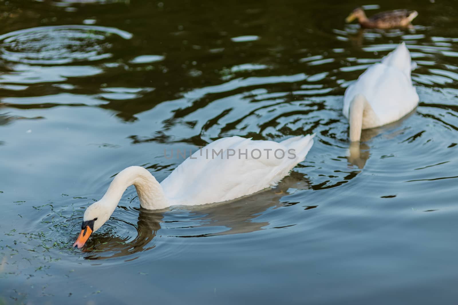 white swans and duck on the summer lake swimming by skrotov