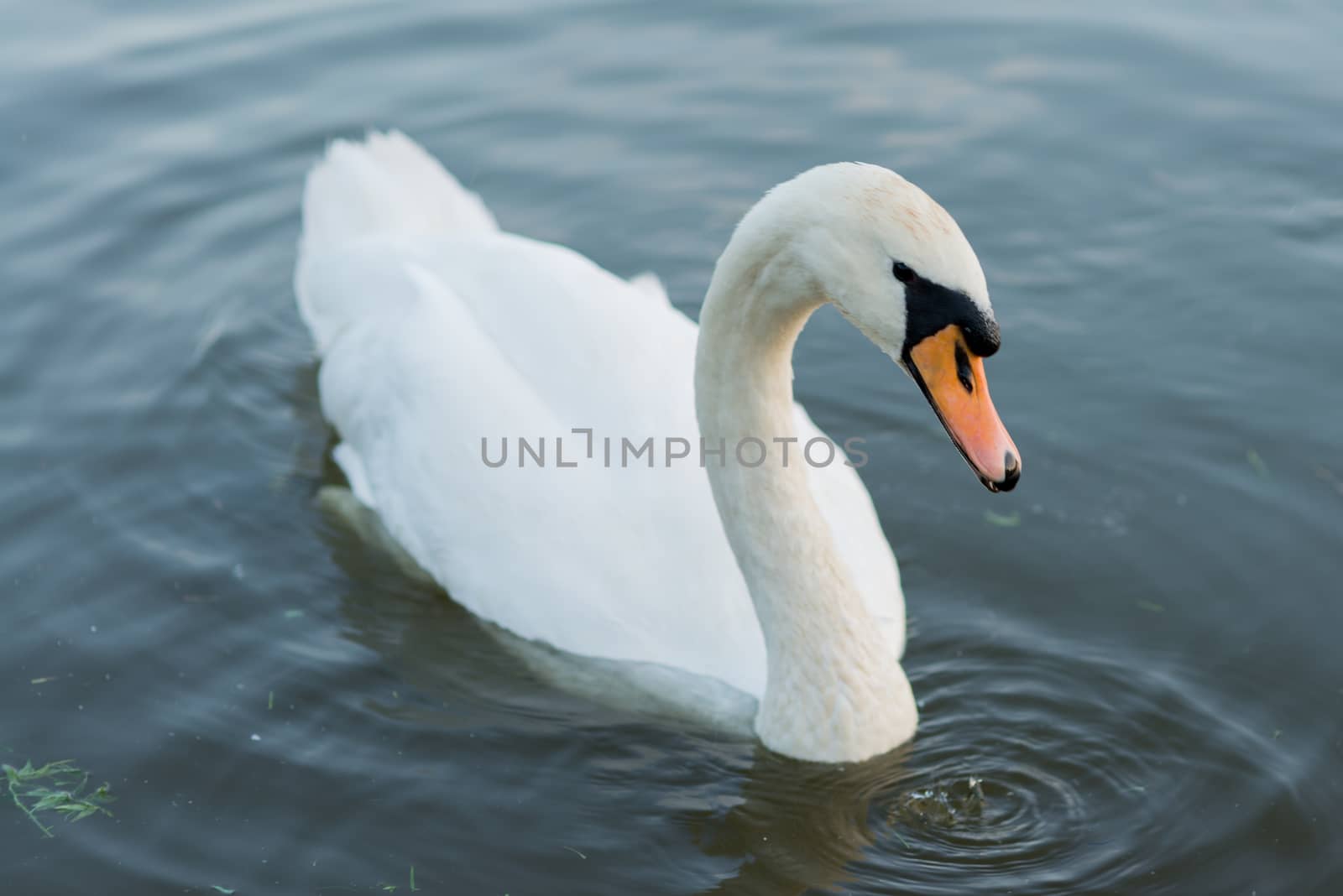 white swan on the summer lake swimming by skrotov