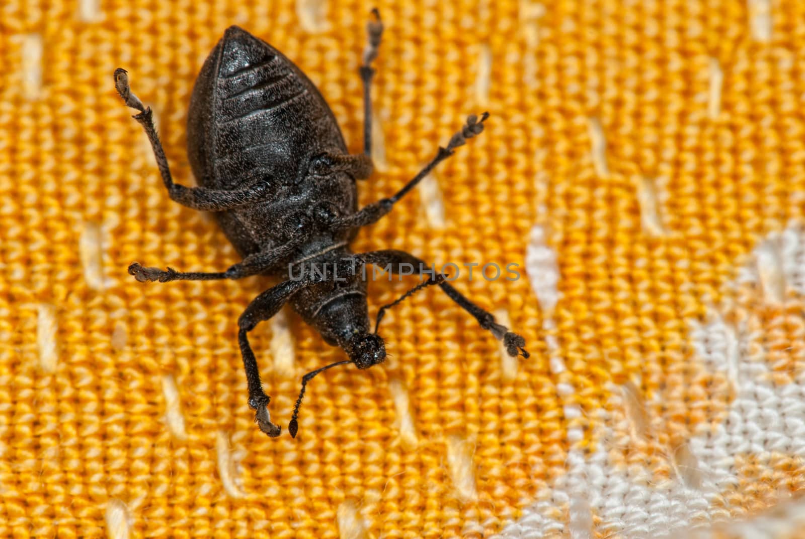 Weevil bug on its back at orange fabric suggesting  death or helplessness by skrotov