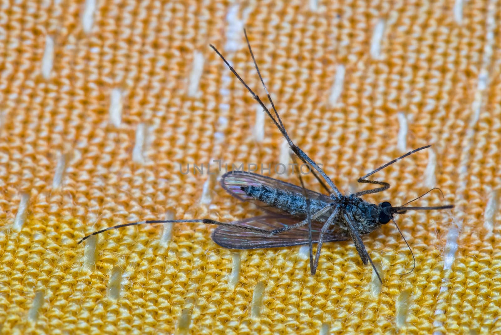 dead mosquito on orange fabric background laying on its back.