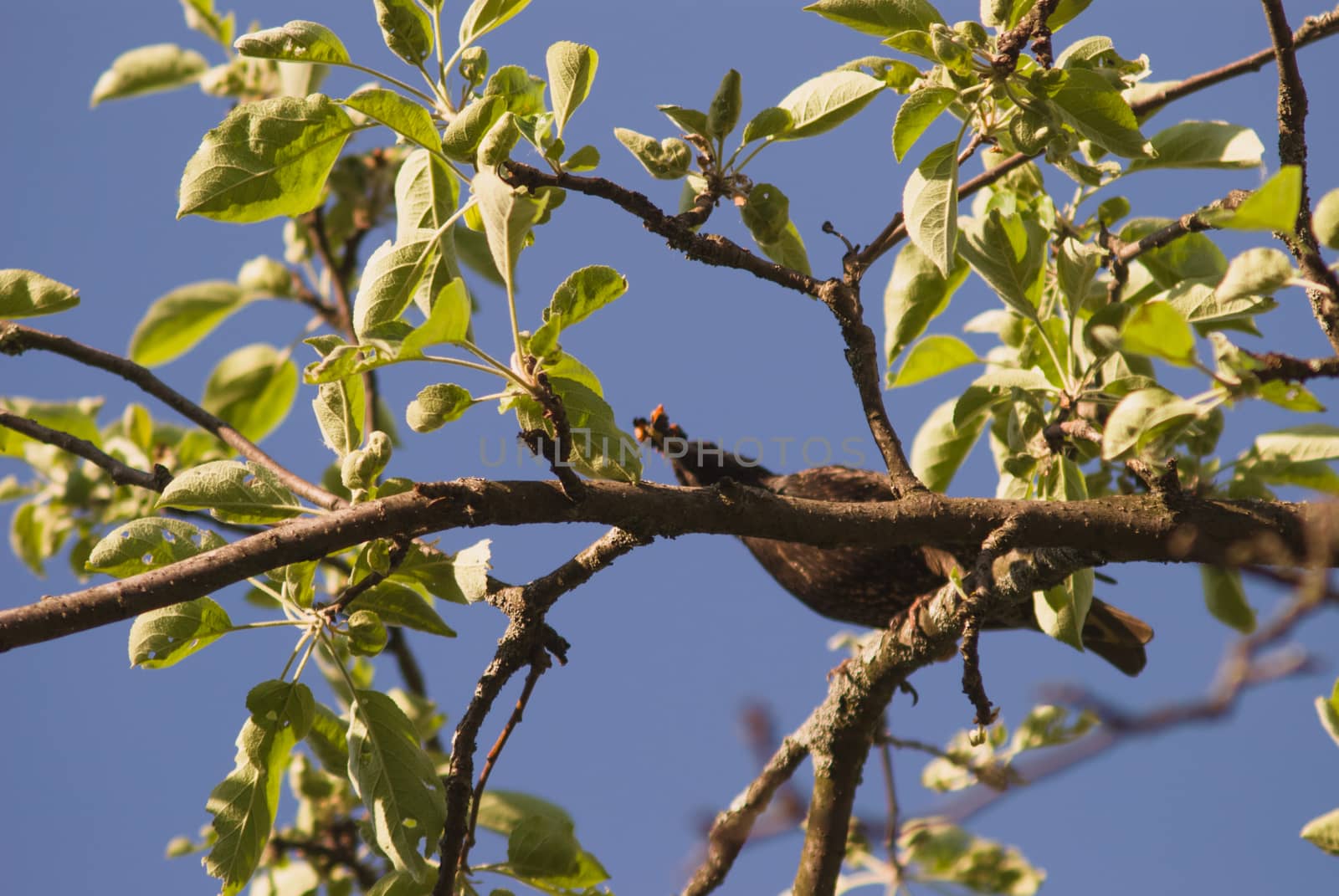 starling bird searching food for his nestling is sitting on appletree branch by skrotov