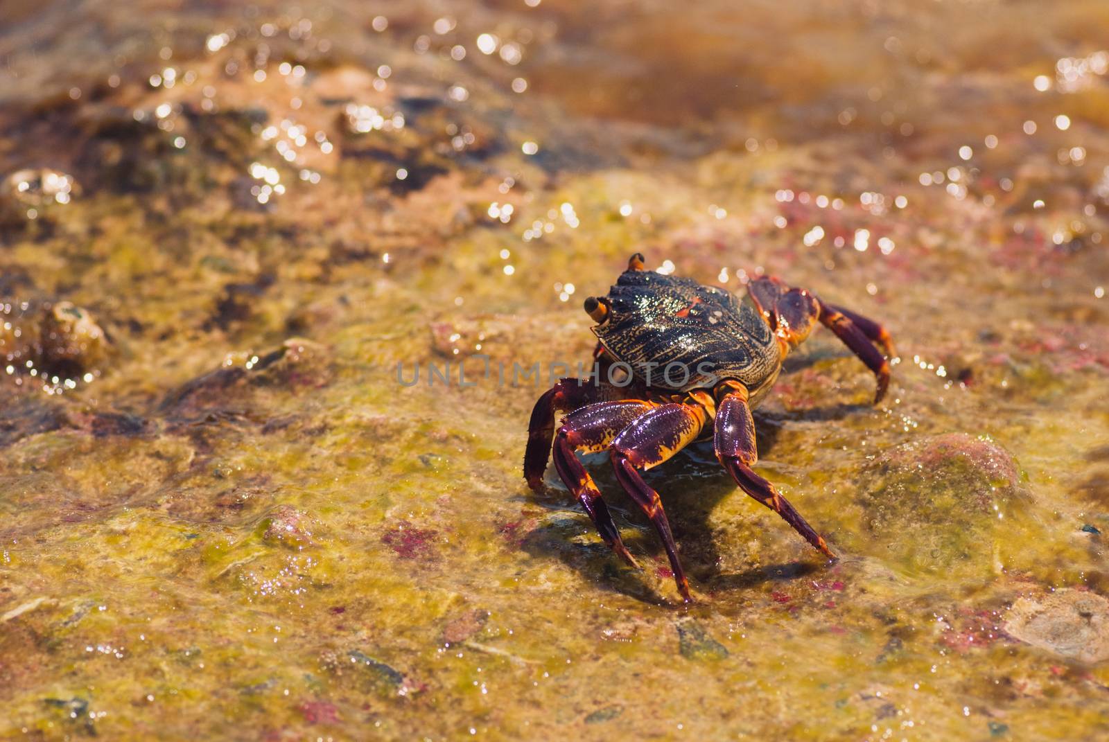 Wet sea crab on the stone on a sunny summer day.